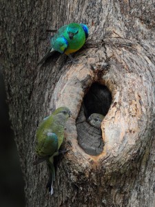 #08 Red-rumped Parrot (Property Inspection)     
